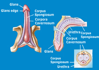 anatomy of the penis