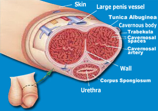 structure of the penis