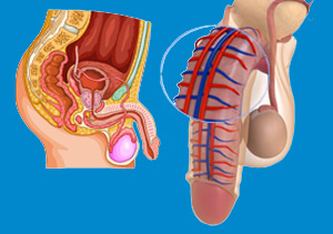 male penis anatomy