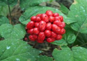 Panax Ginseng