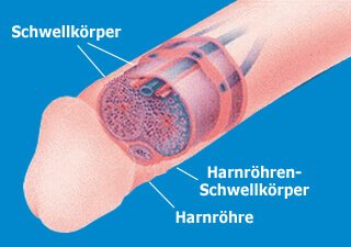 penisvergrößerung funktioniert