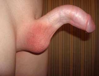 erect penis with downward curvature