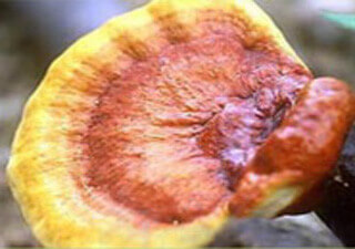 Reishi