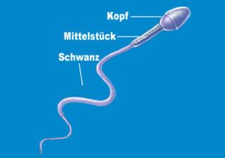 Sperma Aufbau
